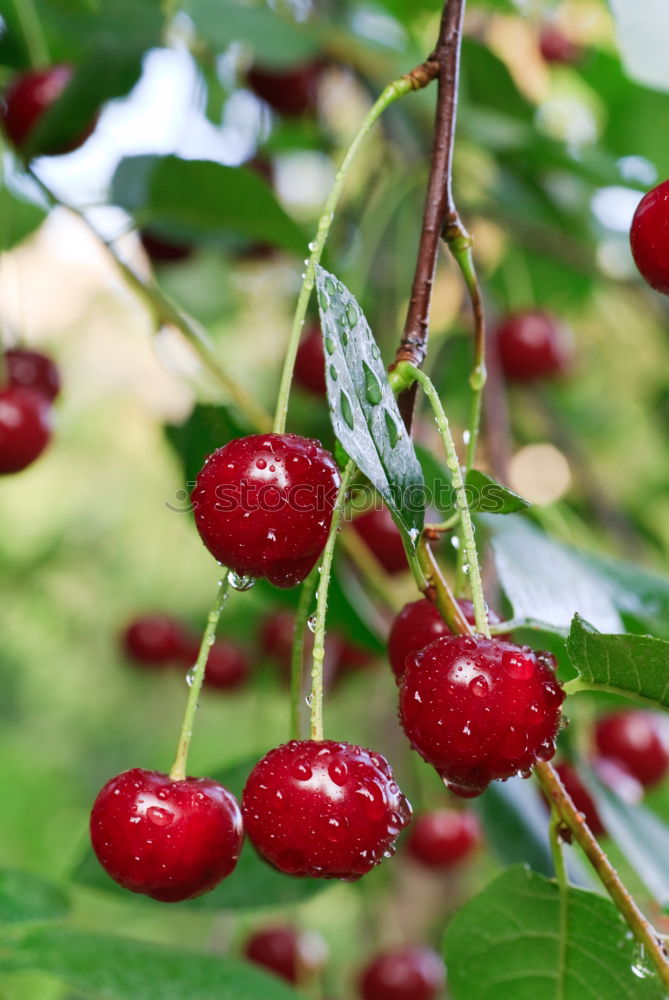 Similar – ripe fresh organic cherries