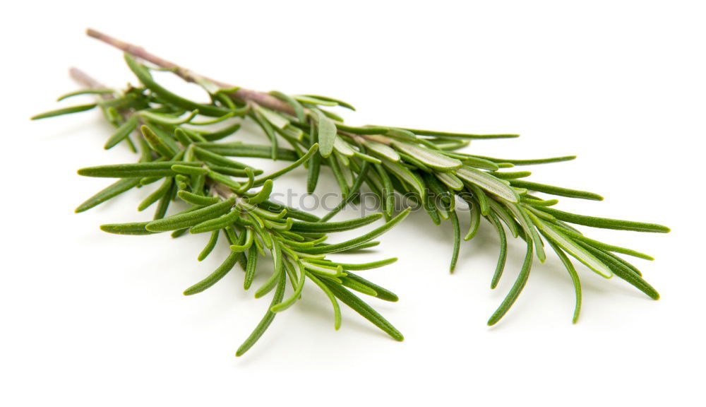 Similar – rosemary Food