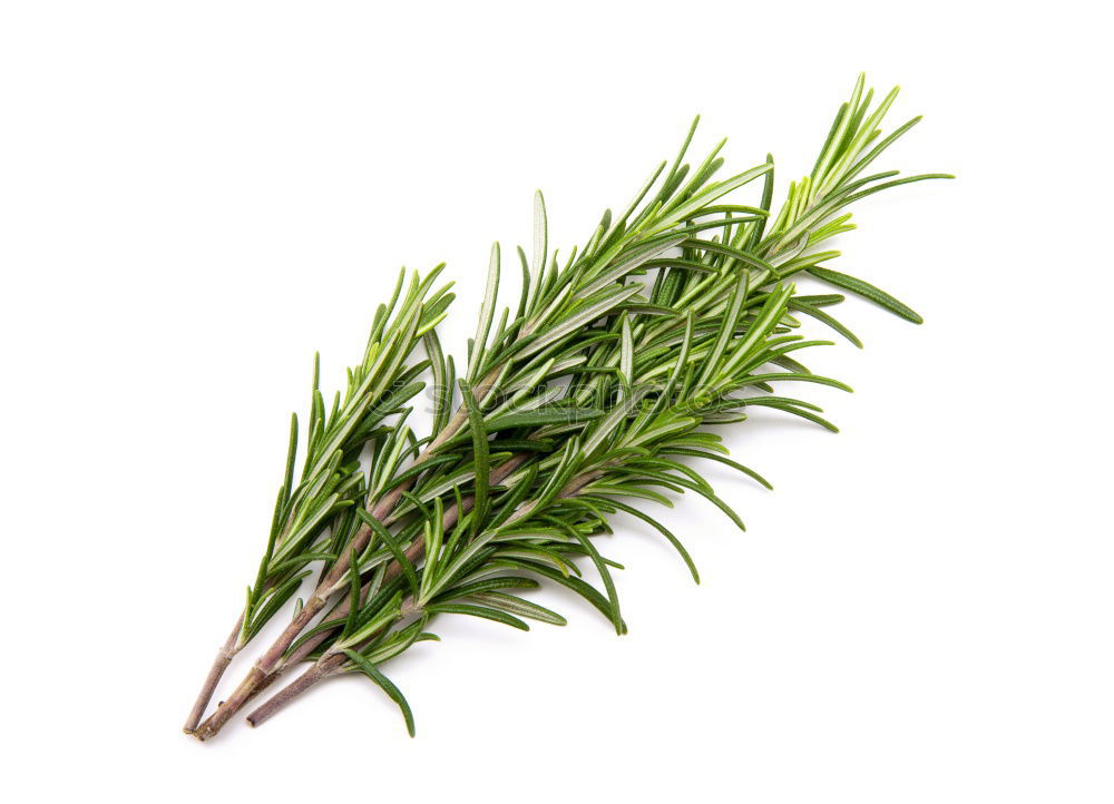 Similar – rosemary Food