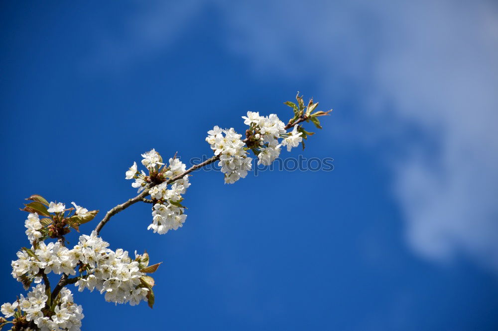 Similar – Image, Stock Photo apple blossom Colour photo