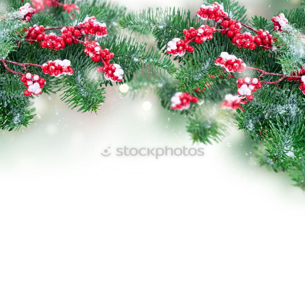 Similar – christmas decoration holly