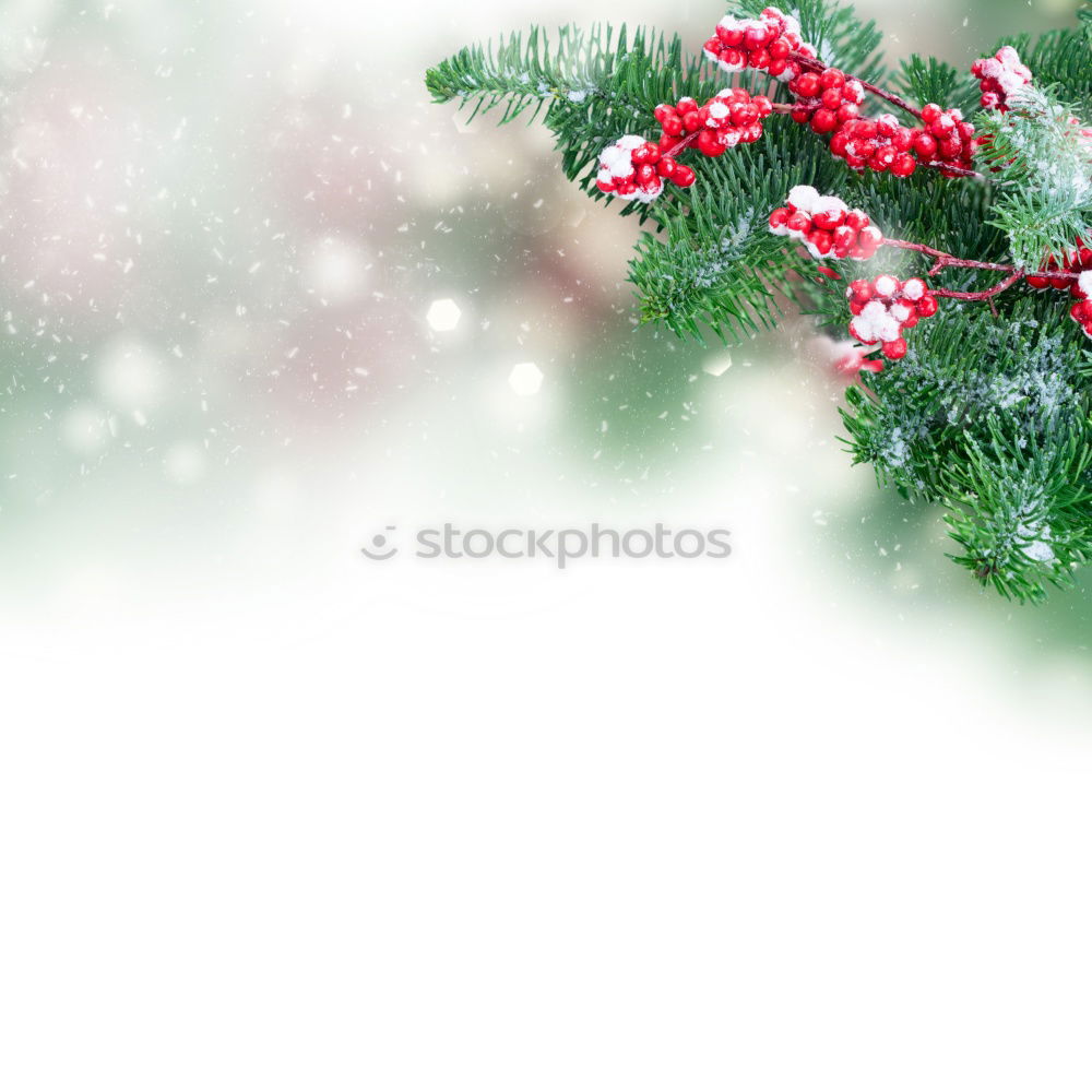 Similar – christmas decoration holly