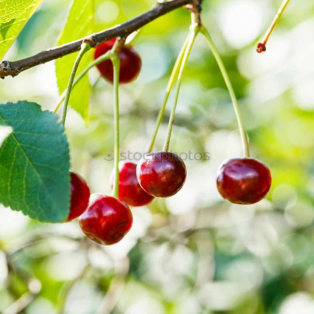 Similar – ripe fresh organic cherries