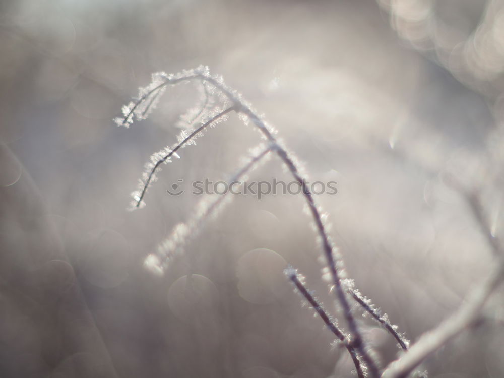 Similar – Image, Stock Photo A little frost lies on the red berries of the dwarf medlar