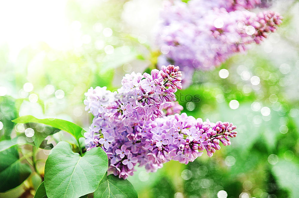 Image, Stock Photo Purple lilac in the sunshine