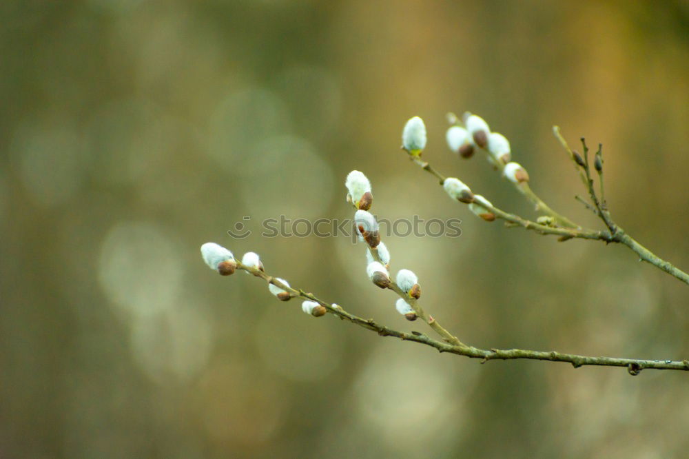 Similar – Image, Stock Photo Basin Agdal Pond Meknes