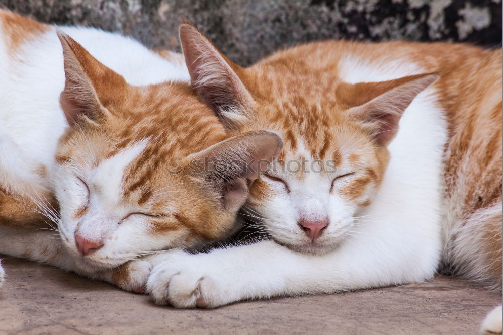 Similar – Image, Stock Photo twins Cat 2 Animal