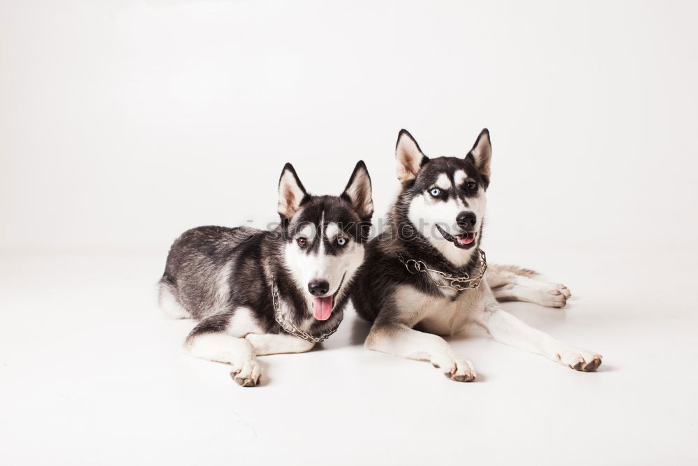 Similar – two playing huskies Winter