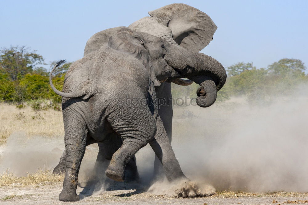 Similar – Image, Stock Photo # 842 Elephant Colossus