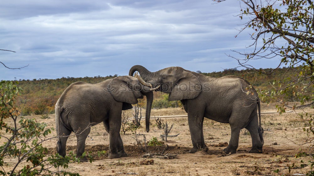 Image, Stock Photo # 844 Elephant Colossus