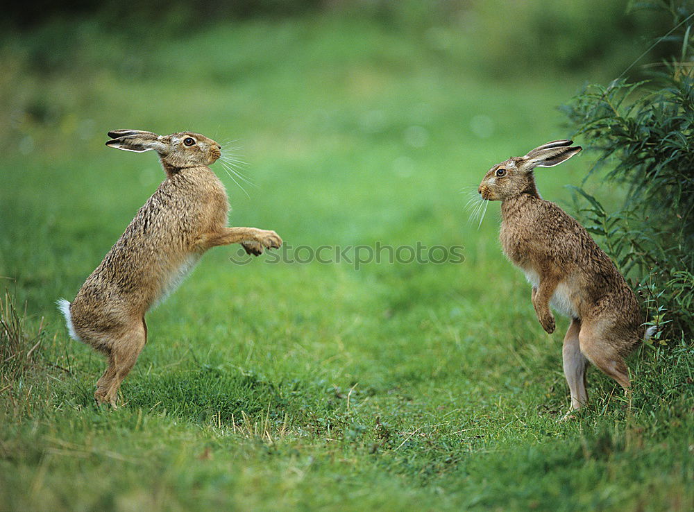 Image, Stock Photo spring cleaning Nature