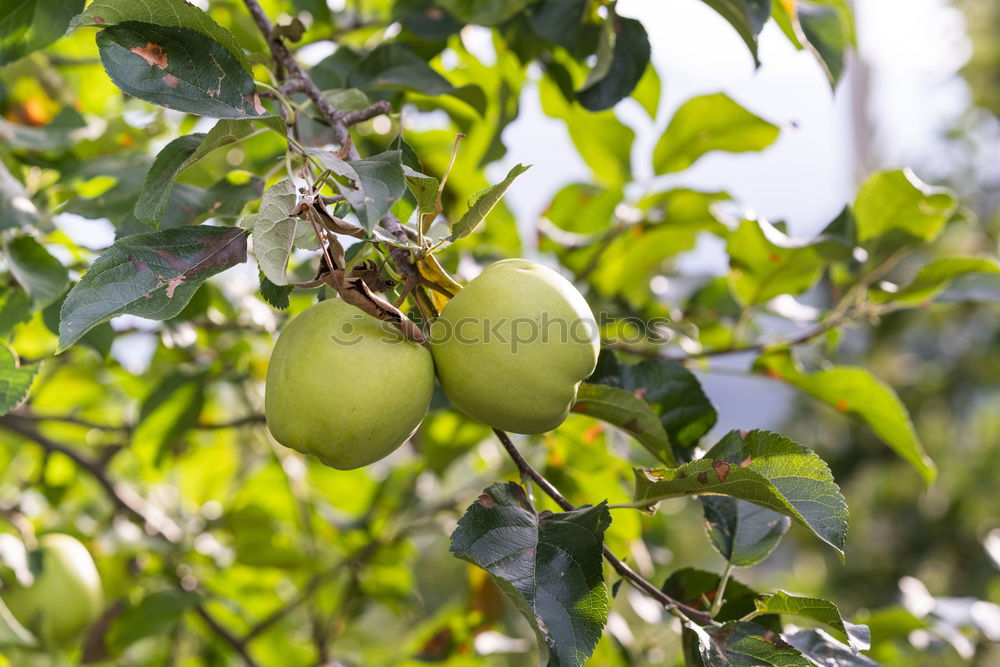 Similar – Persimmon trees. Fruit