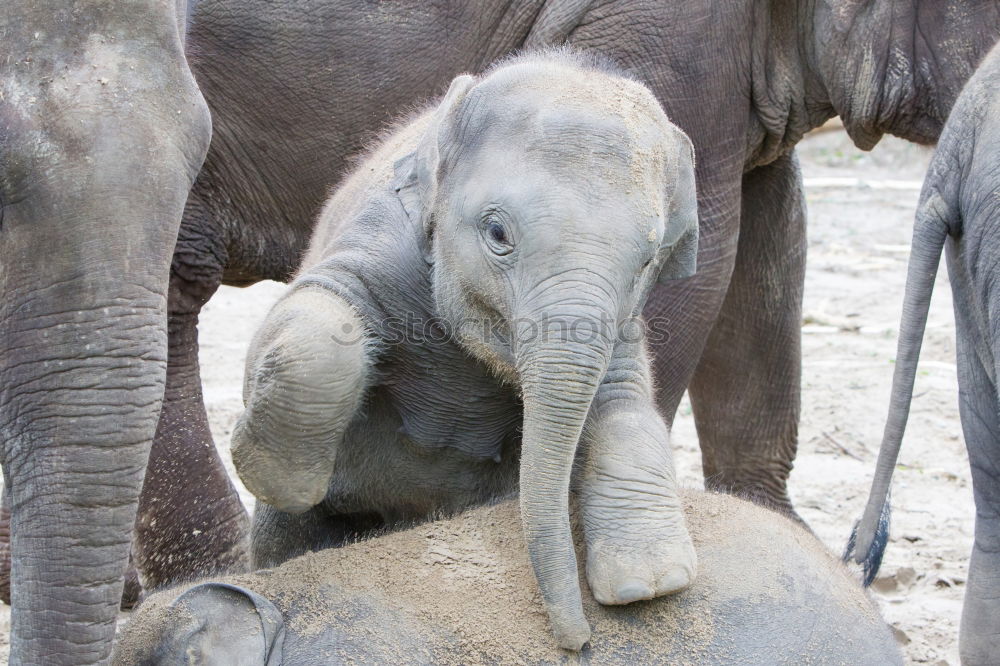 Similar – Image, Stock Photo Asian elephants Elephant