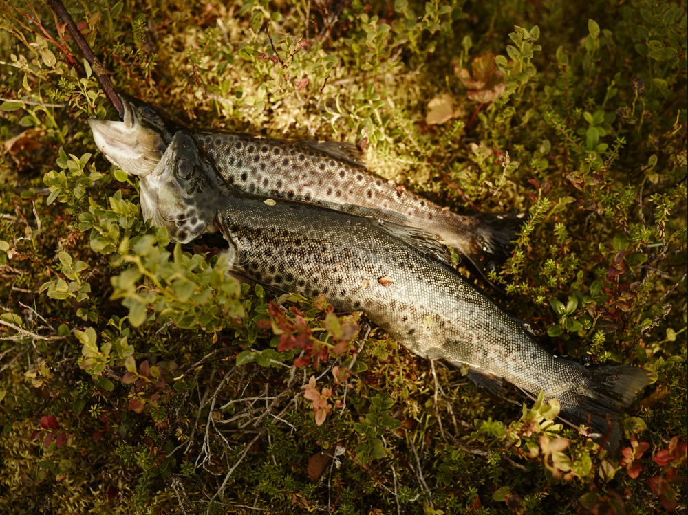 Similar – TROUT FISH Trout Wood