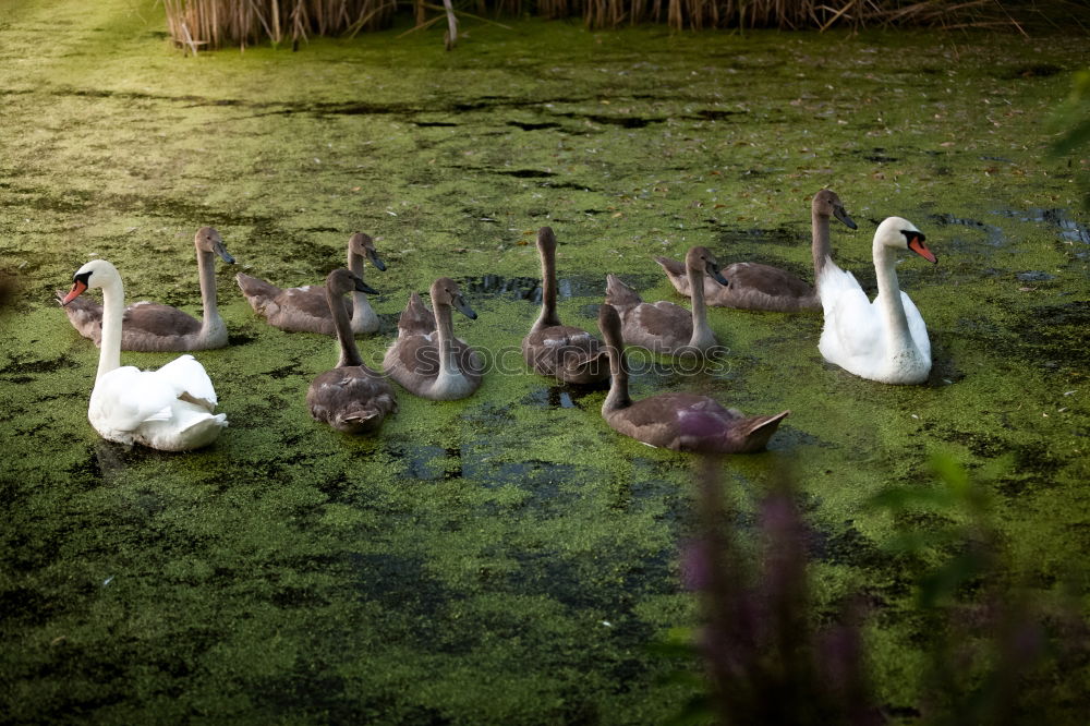 Similar – Image, Stock Photo extended family Nature