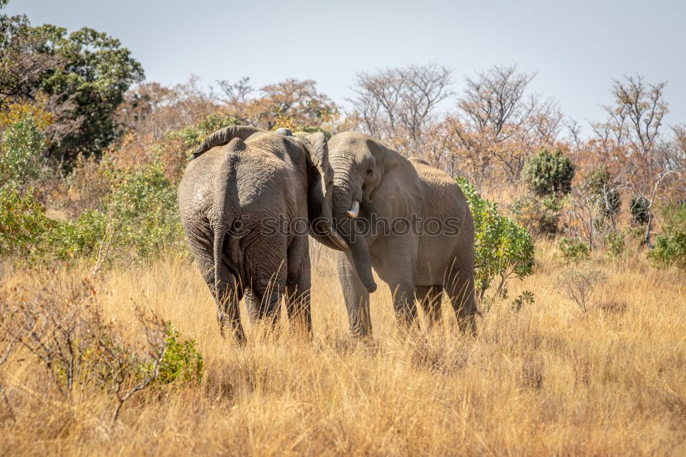 Similar – Image, Stock Photo Rhino 2 Vacation & Travel