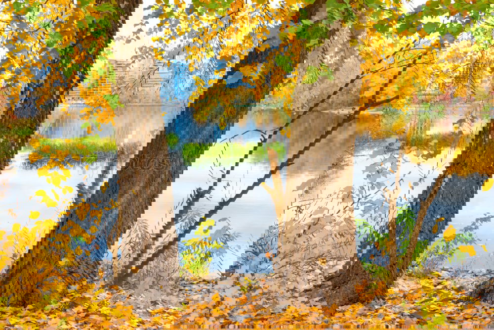 Similar – Foto Bild Bank am See unter Baum im Herbst