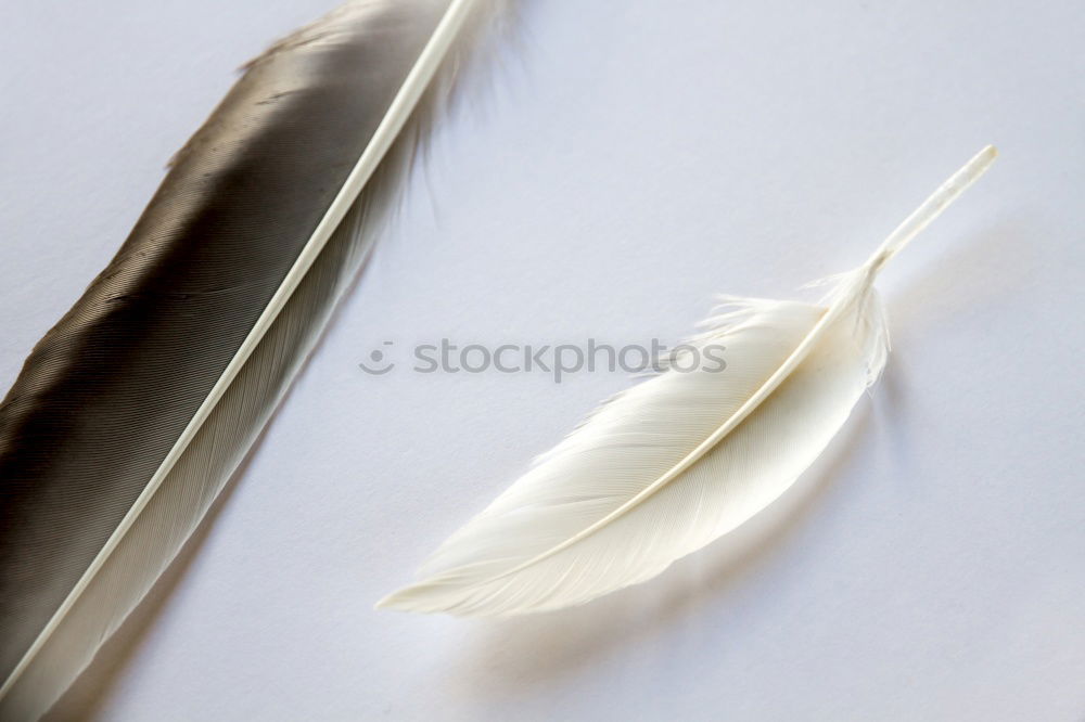 Similar – Image, Stock Photo Four white feathers with golden lace on a dark blue background