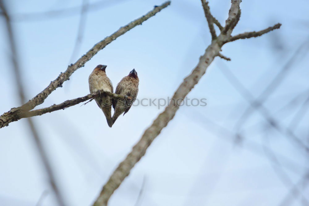 Similar – Image, Stock Photo Where are you? Wild animal