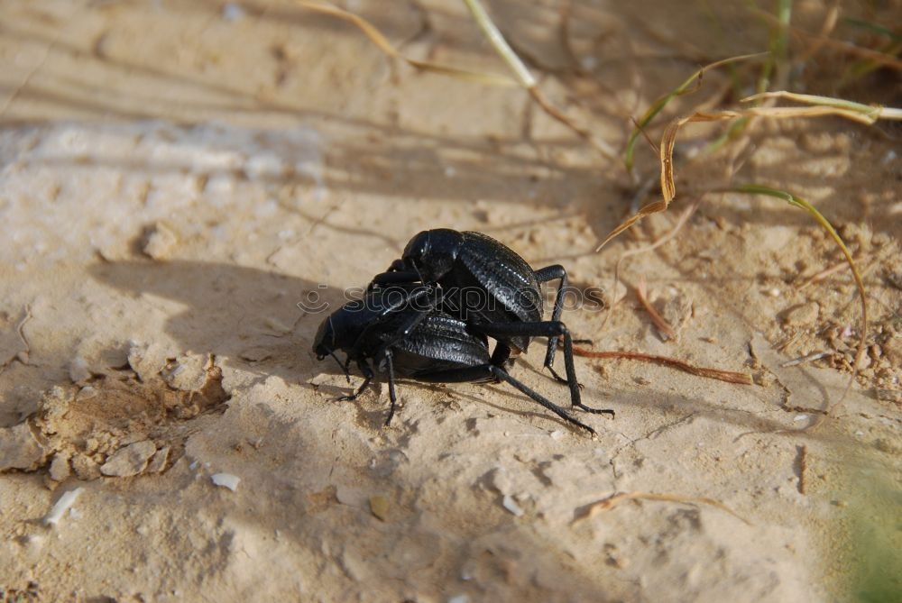 Similar – beetles in the forest