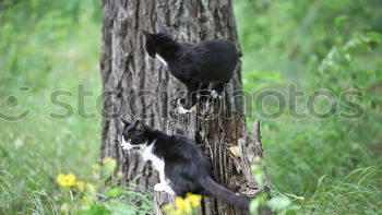 Similar – Foto Bild Hilfe… Natur Baum Blatt