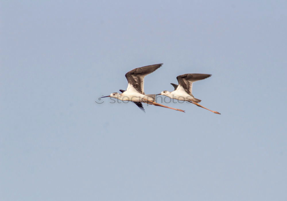 Similar – Greater Flamingos Animal