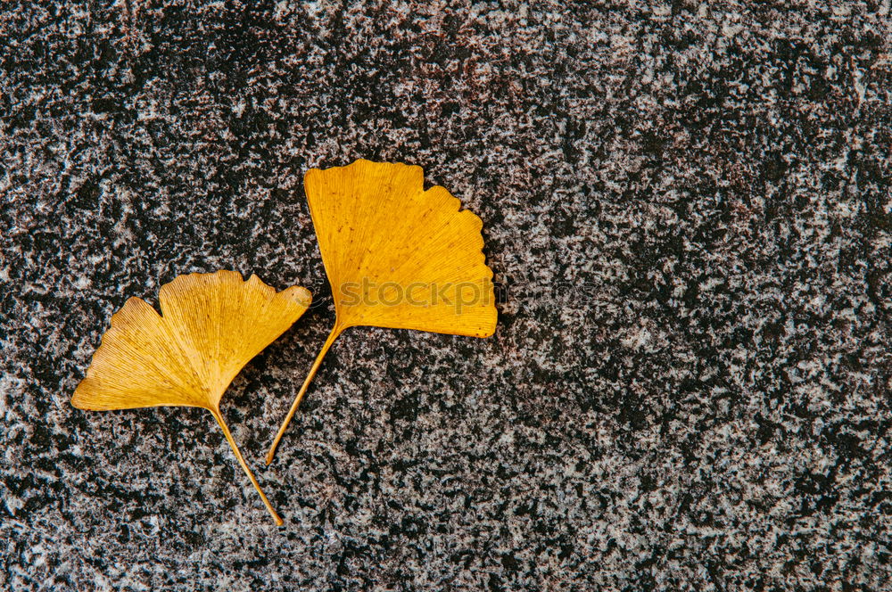 Similar – Image, Stock Photo harbinger Autumn Leaf