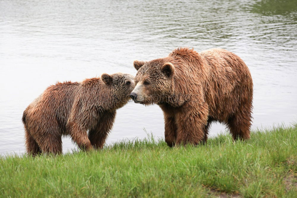 Image, Stock Photo Two bears having a serious conversation in a river