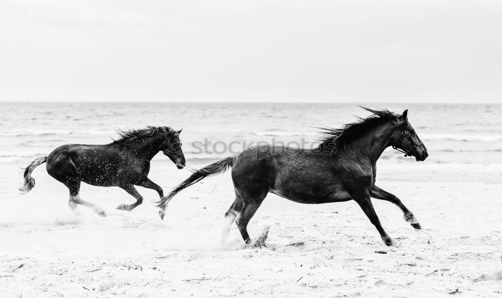 Similar – Silhouetten von drei Reitern bei Sonnenschein am Strand