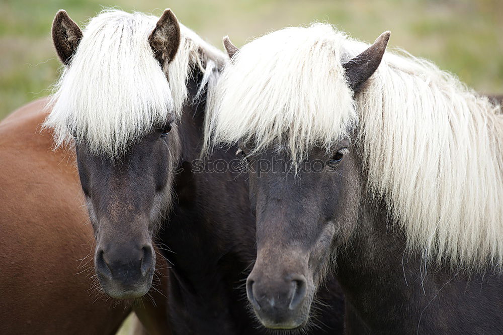 Similar – Image, Stock Photo Icelandic horses Beautiful