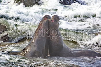 Hippo Love Hippopotamus