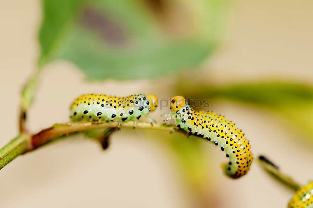 Similar – Erannis defoliaria caterpillar