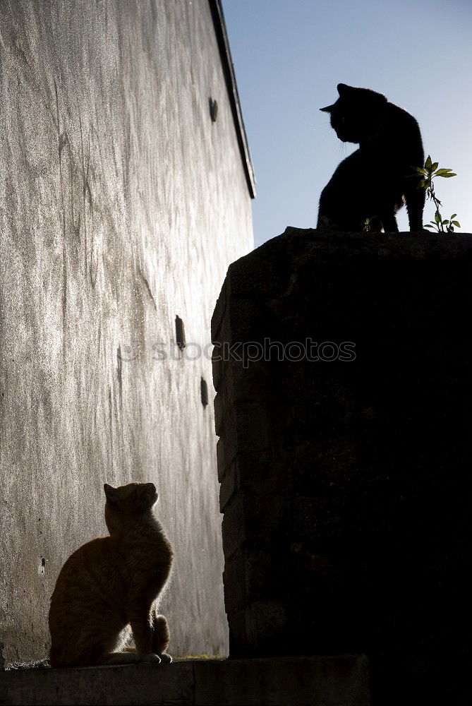 Similar – shadow beings Human being