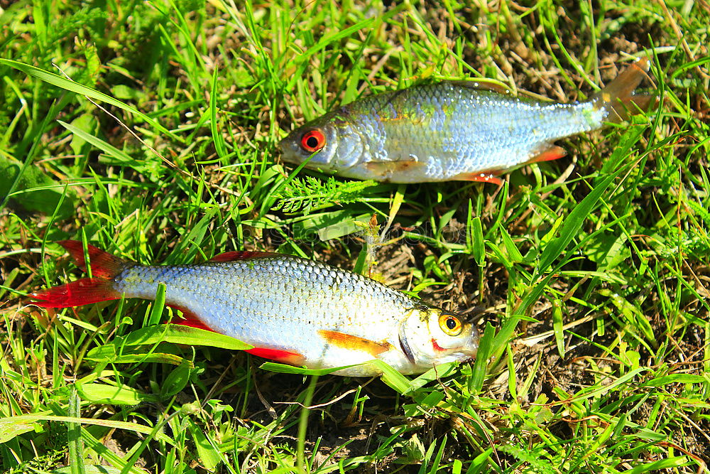 Similar – Foto Bild Ausgeblickt Angeln Wiese