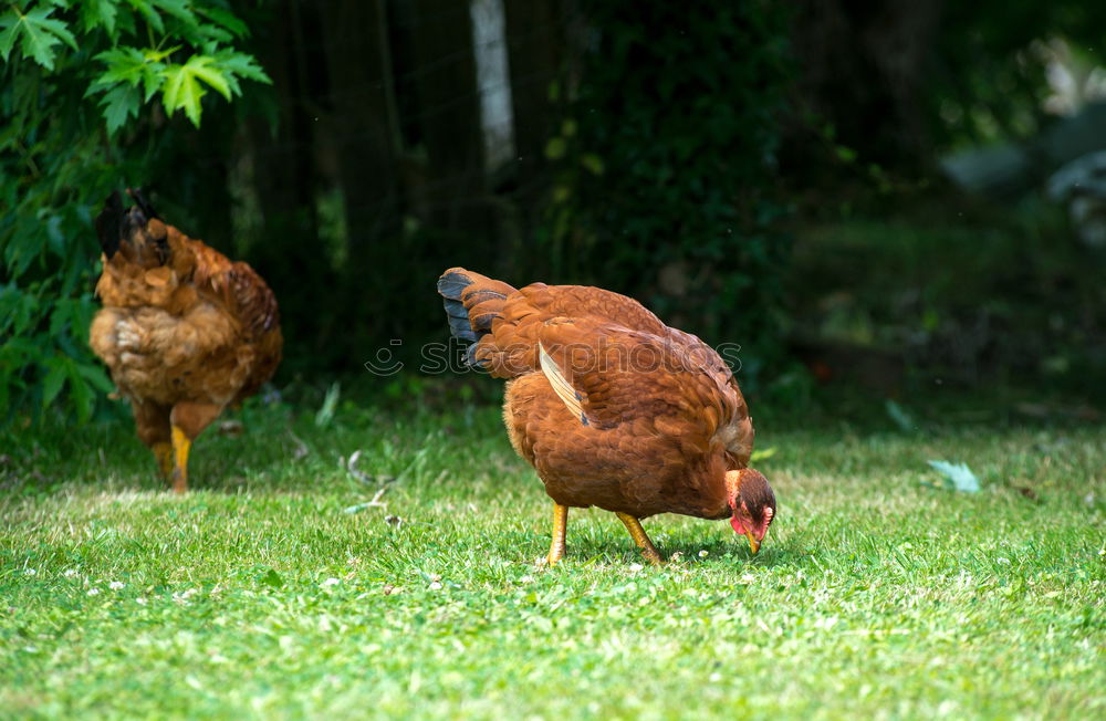 Similar – Image, Stock Photo Young cock on meadow