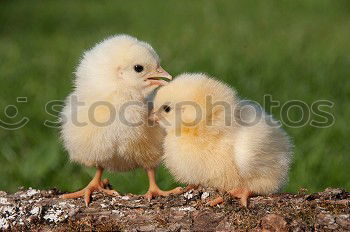 Similar – Juvenile hens III chicken