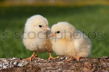 Similar – Juvenile hens III chicken