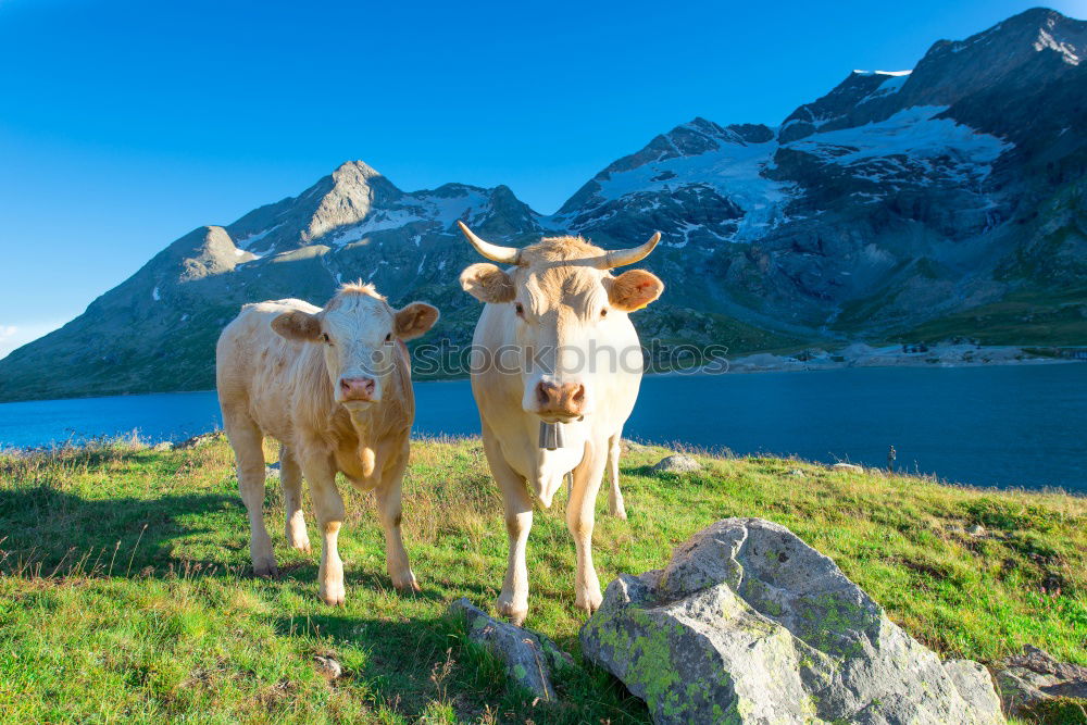 Similar – Image, Stock Photo Muh cow in Allgäu