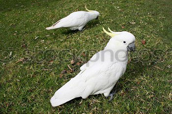 Similar – Image, Stock Photo seagull enclosure Summer