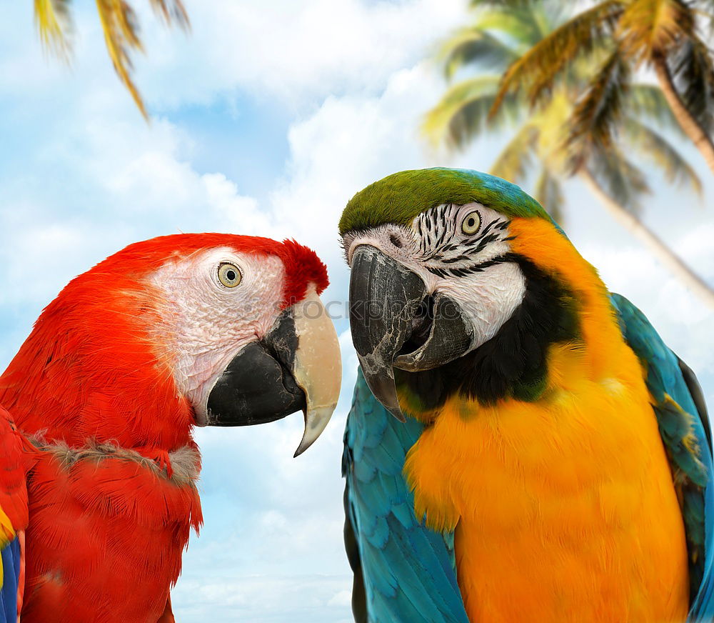 Similar – Image, Stock Photo Frida Forever Bird Parrots