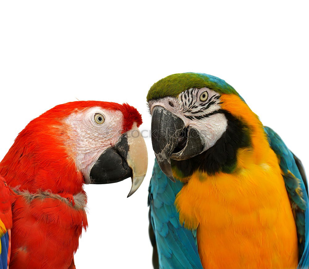 Similar – Image, Stock Photo Frida Forever Bird Parrots