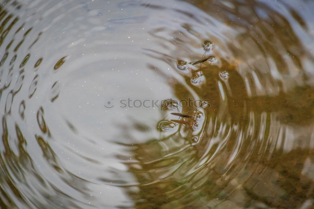 Similar – mirror stick Nature Plant