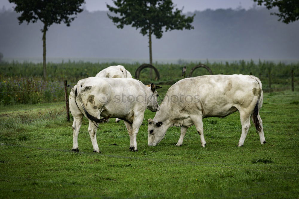 Similar – Calves on the meadow