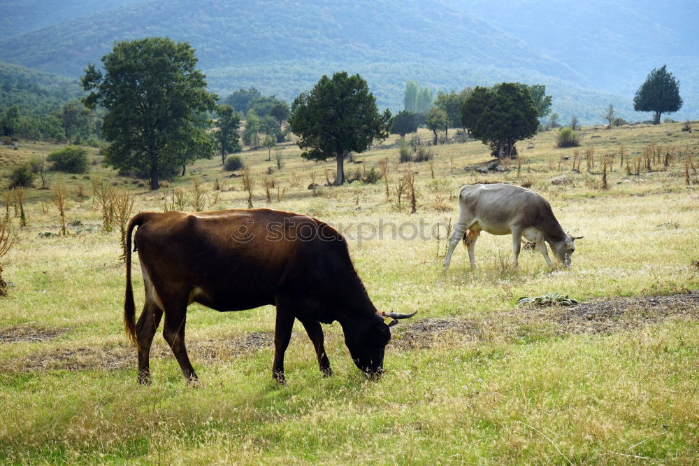 Foto Bild Hahn mit Harem Natur