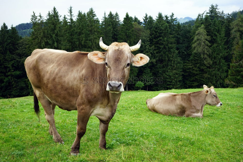 Similar – Austrian cows Adventure