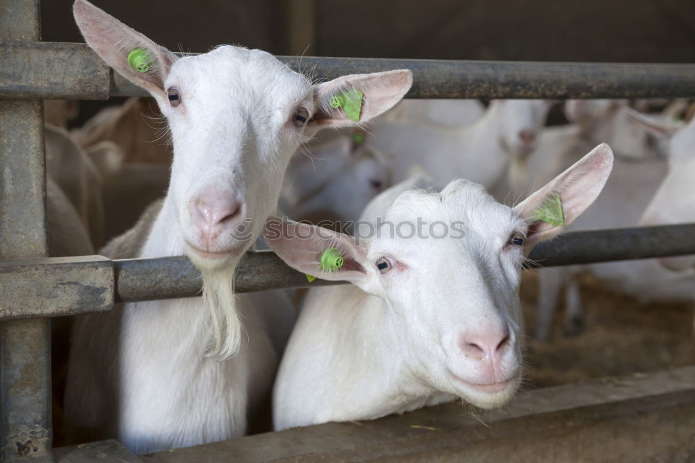 Similar – Sheep in the barn Plant