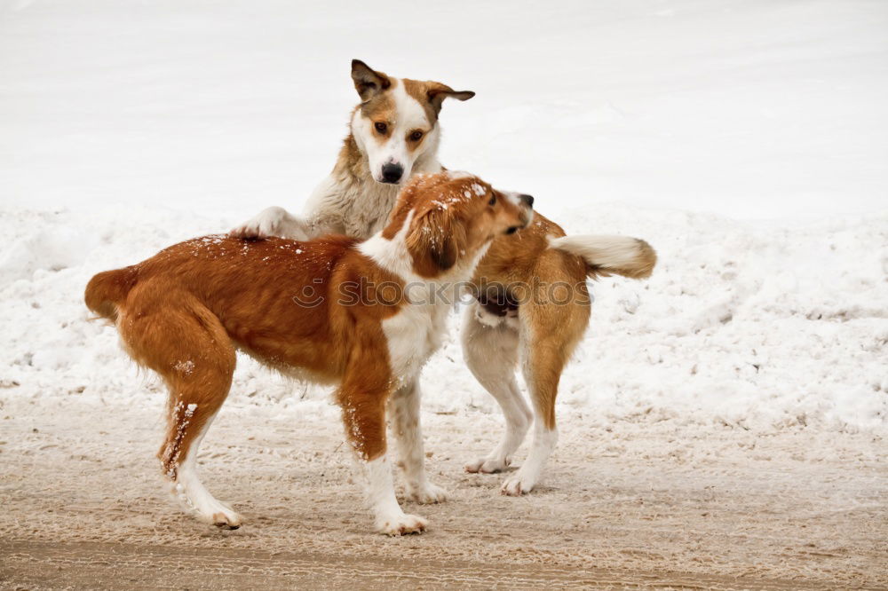 Similar – Image, Stock Photo Dog at the beach Whippet