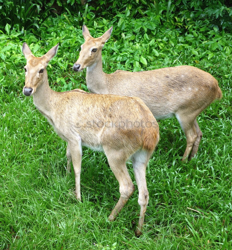 Similar – Image, Stock Photo What we call ourselves stays between us, rabbit!