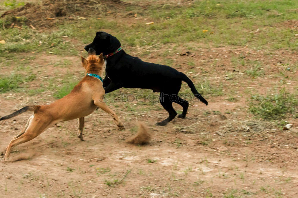 Similar – Image, Stock Photo round table Pet Dog