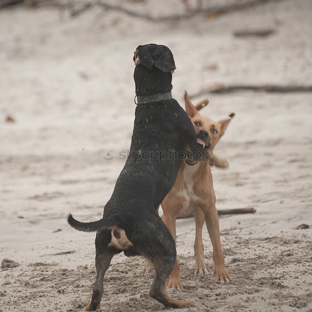 Similar – Dogs running near waving sea